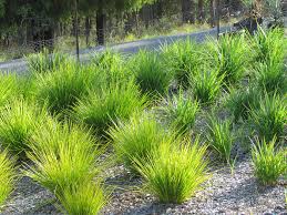 A Guide to Growing and Caring for Lomandra Grass (Lomandra Spp)