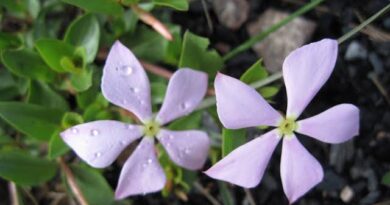 10 Medicinal Health Benefits of Catharanthus lanceus (Madagascar Periwinkle)