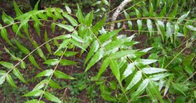 8 Medicinal Health Benefits of Boswellia Dalzielii (African Frankincense)