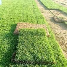 A Guide to Growing and Caring for Korean Grass (Zoysia Japonica)