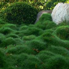 A Guide to Growing and Caring for Korean Grass (Zoysia Japonica)