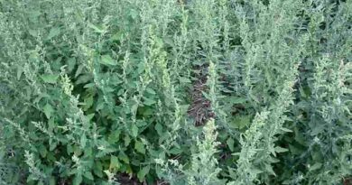 18 Medicinal Health Benefits of Chenopodium album (Goosefoot)