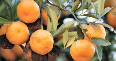 10 Medicinal Health Benefits of Citropsis articulata (Bitter Orange)