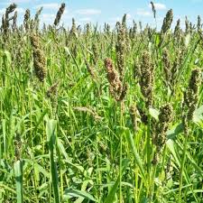 A Guide to Growing and Caring for Millet Grass (Panicum Miliaceum)