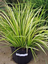 A Guide to Growing and Caring for Acorus Ogon Grass (Variegated Sweet Flag)