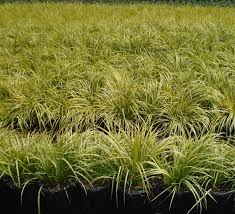 A Guide to Growing and Caring for Acorus Ogon Grass (Variegated Sweet Flag)