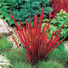 A Guide to Growing and Caring for Blood Grass (Imperata Cylindrica)