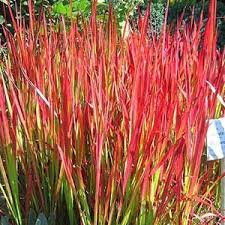 A Guide to Growing and Caring for Blood Grass (Imperata Cylindrica)