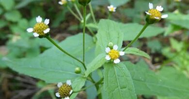 20 Medicinal Health Benefits of Galinsoga parviflora (Galinsoga Herb)
