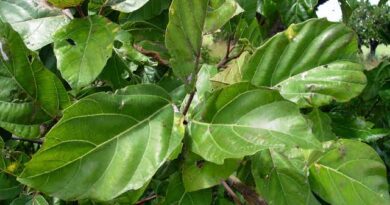 20 Medicinal Health Benefits of Ficus sur (Cluster Fig)