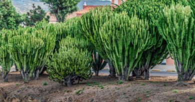 10 Medicinal Health Benefits of Euphorbia candelabrum (African Milk Tree)