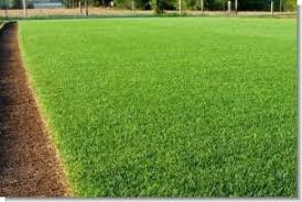 All You Need To Know About Rye Grass Lawn 