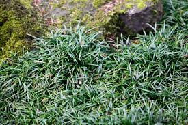 A Guide to Growing and Caring For Monkey Grass (Liriope Spicata)