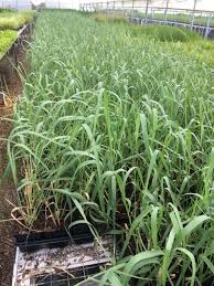 All You Need To Know About Panic Grass (Dichanthelium Spp)