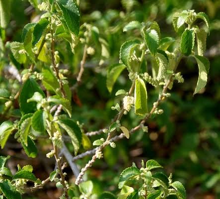 10 Medicinal Health Benefits of Acalypha Fruticosa (Copperleaf) 10 Medicinal Health Benefits of Acalypha Fruticosa (Copperleaf)