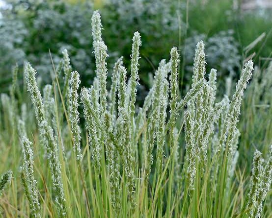 A Guide to Growing and Caring for Autumn Moor Grass (Sesleria Autumnalis)
