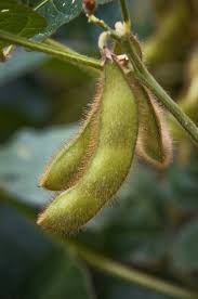 Soybean Calyx: Economic Importance, Uses and By-Products