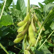 Soybean Calyx: Economic Importance, Uses and By-Products - Agric4Profits