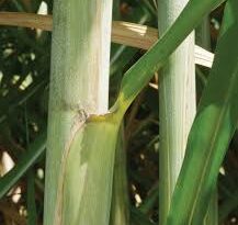 Sugarcane Leaf sheaths: Economic Importance, Uses and By-Products
