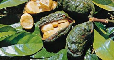 20 Medicinal Health Benefits of Kola Nut (Cola acuminata)