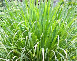 A Guide to Growing and Caring for Lemongrass (Cymbopogon Citratus)