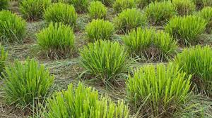 A Guide to Growing and Caring for Lemongrass (Cymbopogon Citratus)