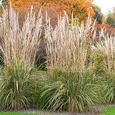 A Guide to Growing and Caring For Hardy Pampas Grass (Cortaderia Selloana)