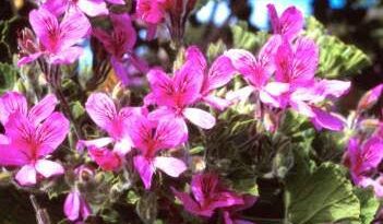 10 Medicinal Health Benefits of Pelargonium Cucullatum (Hooded-Leaf Geranium)
