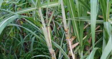 Sugarcane Shoots: Economic Importance, Uses and By-Products