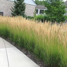 A Guide to Growing and Caring for Karl Foerster Grass (Calamagrostis X Acutiflora) A Guide to Growing and Caring for Karl Foerster Grass (Calamagrostis X Acutiflora)