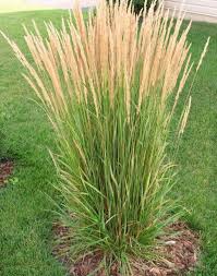 A Guide to Growing and Caring for Karl Foerster Grass (Calamagrostis X Acutiflora) A Guide to Growing and Caring for Karl Foerster Grass (Calamagrostis X Acutiflora)
