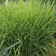 A Guide to Growing and Caring for Porcupine Grass (Hesperostipa Spartea ...