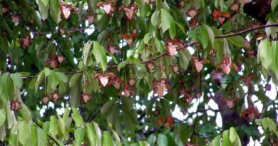 10 Medicinal Health Benefits of Monodora myristica (African nutmeg)
