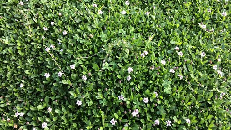 A Guide to Growing and Caring for Kurapia Grass (Lippia Nodiflora)