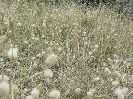 A Guide to Growing and Caring for Bunny Tails Grass (Lagurus Ovatus)