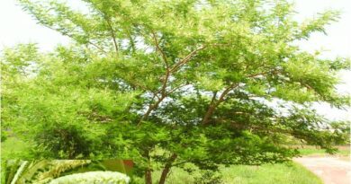 10 Medicinal Health Benefits of Senegalia polyacantha (Senegal Wattle)