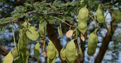 10 Medicinal Health Benefits of Senegalia senegal (Acacia senegal)