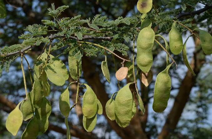 10 Medicinal Health Benefits of Senegalia senegal (Acacia senegal ...