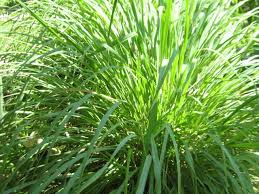 A Guide to Growing and Caring for Cymbopogon Nardus Grass (Citronella Grass)