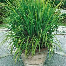 A Guide to Growing and Caring for Cymbopogon Nardus Grass (Citronella Grass)