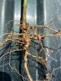Soybean Taproot: Economic Importance, Uses and By-Products Soybean Taproot