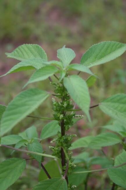 20 Medicinal Health Benefits of Acalypha psilostachya (Acalypha)