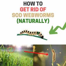 All You Need To Know About Sod Worms 