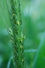 Wheat Floret