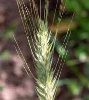 Wheat Floret: Economic Importance, Uses and By-Products