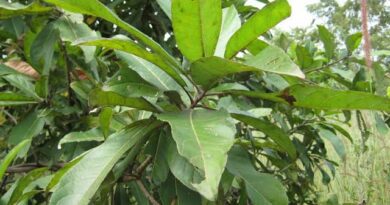 10 Medicinal Health Benefits of Terminalia schimperiana (African almond)