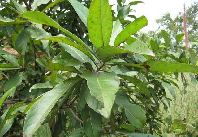 10 Medicinal Health Benefits of Terminalia schimperiana (African almond)