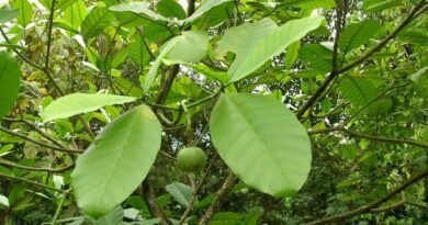 10 Medicinal Health Benefits of Tabernaemontana pachysiphon (Smoothfruit Cornettree)