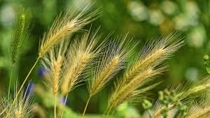 A Guide to Growing and Caring for Fox Tail Grass (Alopecurus Pratensis)