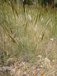 A Guide to Growing and Caring for Fox Tail Grass (Alopecurus Pratensis)